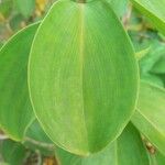 Costus spicatus Blad