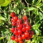 Solanum seaforthianum Fruit