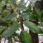 Pterocarpus macrocarpus 葉