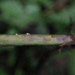 Bolbitis fluviatilis Leaf