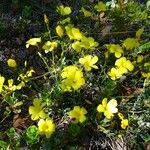 Linum campanulatum Hábito