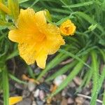 Hemerocallis lilioasphodelus Blomst