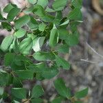 Erythroxylum rotundifolium Hoja