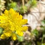 Petrosedum montanum Blüte