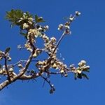 Eriotheca pubescens Fruit