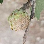 Quercus ithaburensis फल