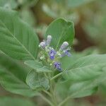 Vitex trifoliaFloare