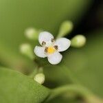 Ilex sebertii Flower