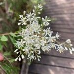 Bursaria spinosa Fleur