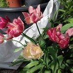 Tulipa grengiolensis Staniste