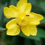 Hypericum patulum Λουλούδι