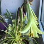 Puya mirabilis Lorea