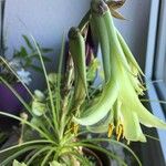 Puya mirabilis Flower