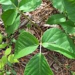 Toxicodendron rydbergii Leaf