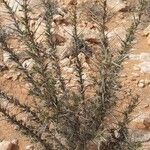 Astragalus armatus Leaf