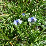 Veronica alpina Flower