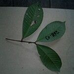 Calycorectes grandifolius Leaf