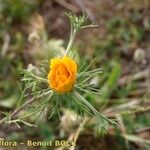 Cladanthus arabicus Otro