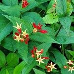 Spigelia marilandica 葉