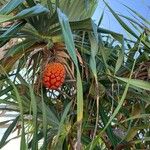 Pandanus odorifer Vaisius