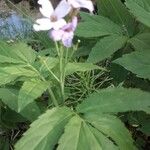 Cardamine heptaphyllaЦвят