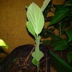 Sida rhombifolia Blatt