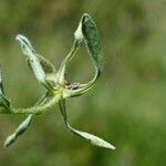 Erigeron alpinus পাতা