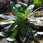 Saxifraga cotyledon 葉