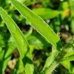 Echium creticum Leaf