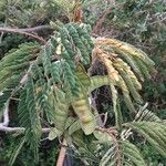 Acacia muricata
