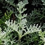 Artemisia caerulescens 葉
