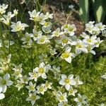 Saxifraga hypnoides Květ