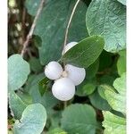 Symphoricarpos albus Fruto