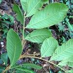 Cupania rufescens Leaf