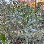 Myrica cerifera Leaf