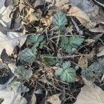 Geum canadense पत्ता