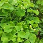 Oxalis dillenii Blatt