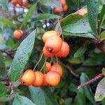 Pyracantha coccinea 果