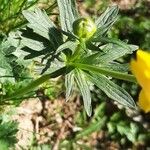 Ranunculus montanus Folio