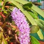 Rhynchostylis retusa Flower