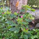 Mirabilis jalapa Habit