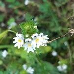 Euphrasia officinalisफूल