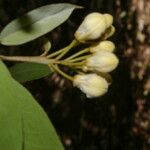 Morisonia indica Vrucht