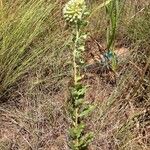 Asclepias arenaria Habit