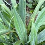 Beschorneria yuccoides Leaf