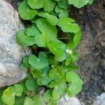 Hydrocotyle leucocephala Leaf