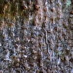 Acrocarpus fraxinifolius 樹皮