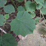 Roldana petasitis Hoja