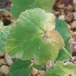 Pelargonium caylae Hoja