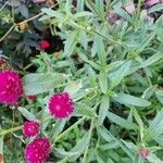 Gomphrena haageanaFlower